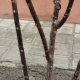 Co się stanie, jeśli po zimie róże staną się czarne?