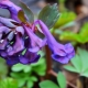 Co to jest Corydalis i jak wyhodować roślinę?