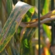 Czym jest septoria i jak sobie z nią radzić?