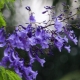 Czym jest jacaranda i jak ją uprawiać?