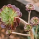 Eonium i jego uprawa