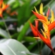 Heliconia i jej uprawa