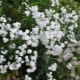 Gypsophila paniculata i cechy jej uprawy