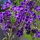 Jak wygląda duranta i jak ją uprawiać?
