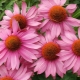 Jak wygląda echinacea i jak ją uprawiać?