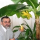 Jak wyhodować banana w domu?