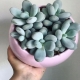 Co to jest pachyphytum i jak go uprawiać?