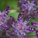 Co to jest tricyrtis i jak go uprawiać?