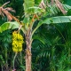 Czym są palmy bananowe i jak je uprawiać?