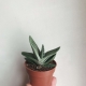 Czym jest Gasteria i jak ją uprawiać?