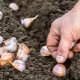 Jaką glebę lubi czosnek podczas sadzenia jesienią?