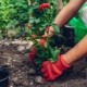Cechy sadzenia róż na wiosnę w otwartym terenie