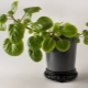Plectranthus i jego uprawa