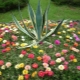 portulaka frotte