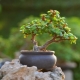 Portulacaria i jej uprawa w domu