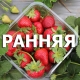 Wczesne odmiany truskawek