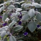 Odmiany Plectrantus