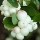 Snowberry i jej uprawa
