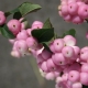 Snowberry z różowymi jagodami