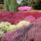 Heather i Erica: różnice i podobieństwa