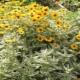 Rodzaje heliopsis barwnej i jej uprawa