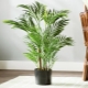 Rodzaje i odmiany palm