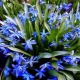 Wszystko o kwiatku scilla
