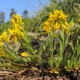 Wszystko o gorse