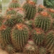 Wszystko o ferocactusie