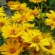 Wszystko o heliopsis