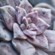 Wszystko o graptopetalum