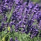 Wszystko o lawendowym angustifolia