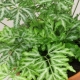 Wszystko o pteris
