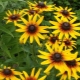 Wszystko o rudbekii owłosionej