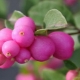 Wszystko o Snowberry Dorenboz