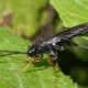 Wszystko o sosnowej sawfly