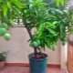 Uprawa mango w domu