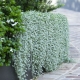 Dichondra i jej uprawa