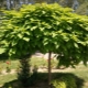 Catalpa i niuanse uprawy drzewa