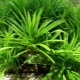 Pandanus i jego uprawa