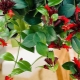 Odmiany eschinanthus i niuanse jego uprawy