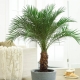 Odmiany palm daktylowych i ich pielęgnacja