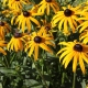 Odmiany rudbekii wieloletniej i jej uprawa