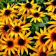 Rudbeckia i jej uprawa