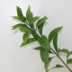 Ruscus i niuanse jego uprawy