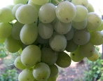Winogrona Agadai