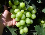 Winogrona Aisar