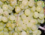 Winogrona Aleshenkin
