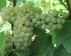 Winogrona Aligote