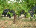 Winogrona Alminsky
